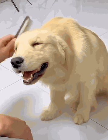 Animiertes GIF