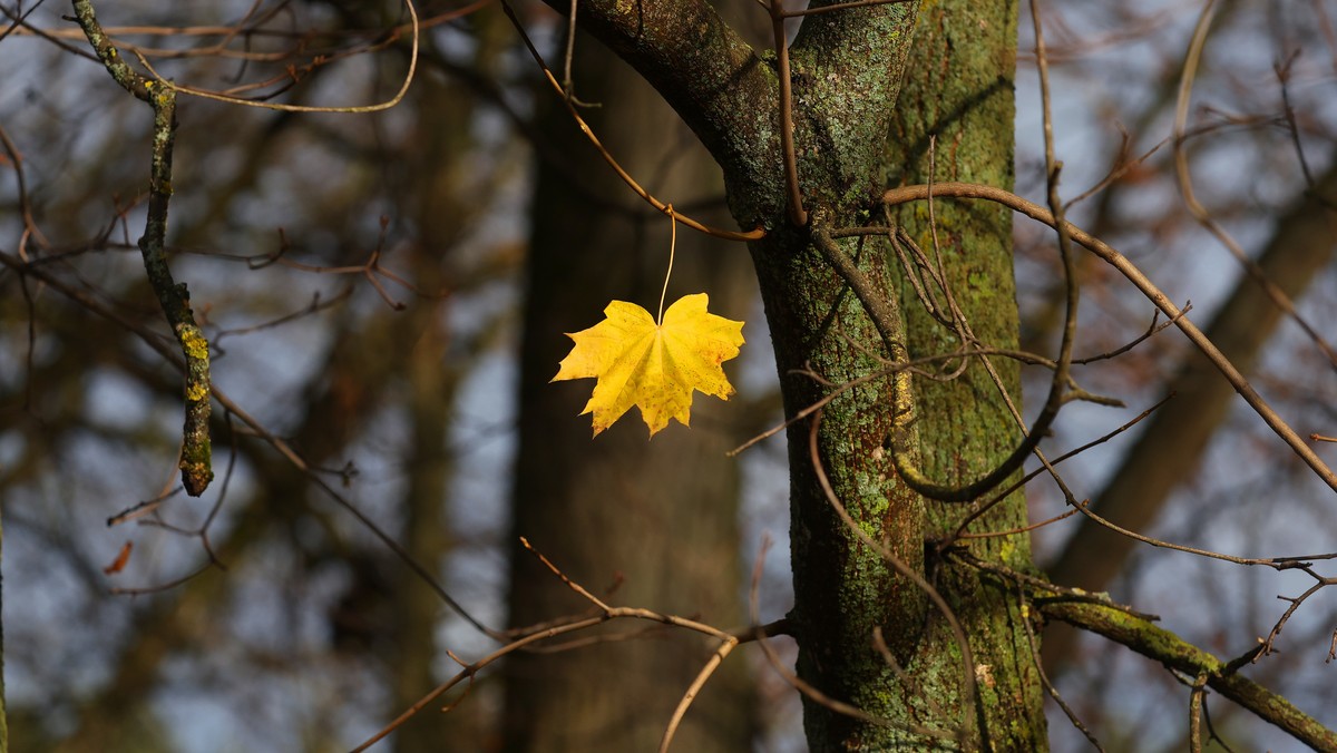 epa12484524 A single yellow leaf clings on a tree at Dubrovitsy Park on an autumn day in Podolsk, outside Moscow, Russia, 26 October 2025. EPA/MAXIM SHIPENKOV
