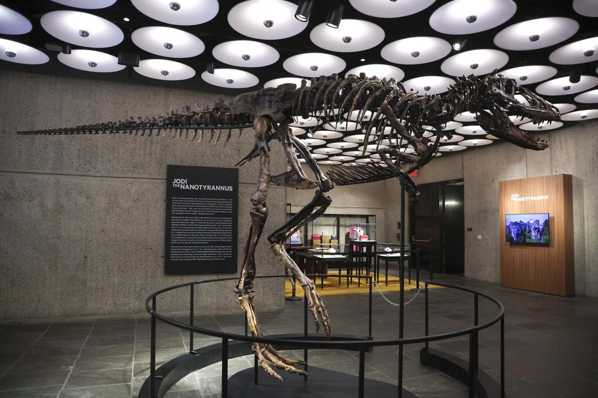 epa13300436 A rare Nanotyrannus skeleton named 'Jodi' is on display at Sotheby's auction house in New York, New York, USA, 13 October 2026. Sotheby's New York will offer the 67-mil ...