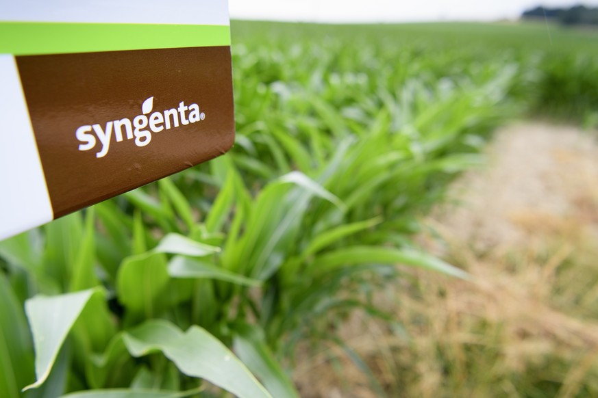 The Syngenta logo is pictured next to a corn field during a visit of a farm pilot that uses the most modern sustainable farming practices pf Syngenta after a press conference of Syngenta on its acquis ...