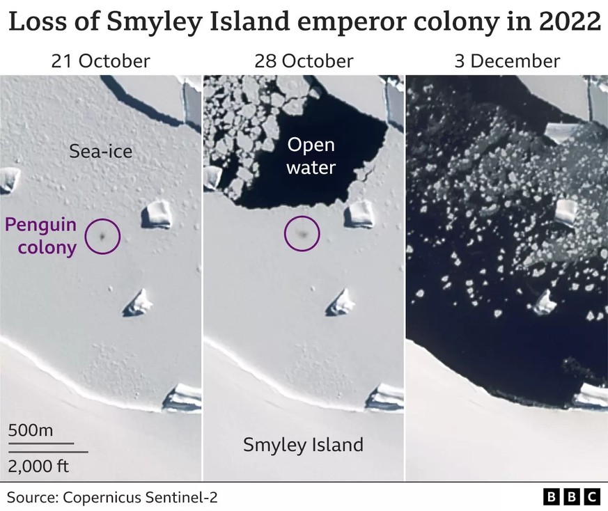 The black spot at left and center represents an entire penguin colony on Smiley Island with an estimated 2,000-10,000 emperor penguins.  Please note, these are not the high resolution images, ...