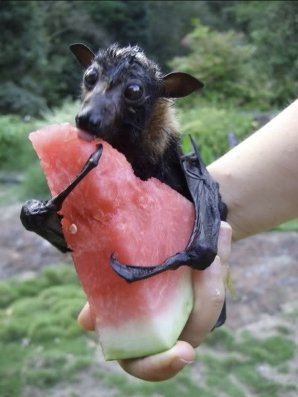 Die lustigsten Tierbilder der Woche