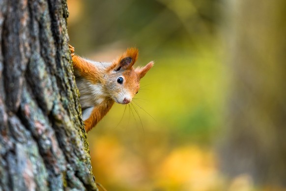 Eurasisches Eichhörnchen