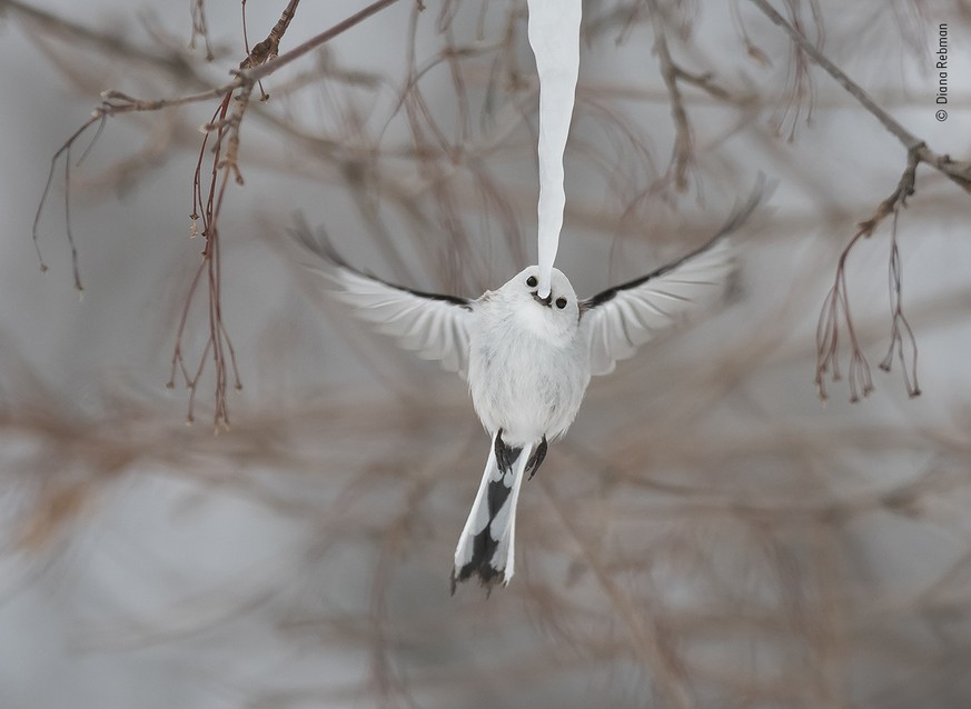 Long-tailed tit (Aegithalos caudatus japonicus)
Subspecies Shima-enaga
Endemic to Hokkaido
On a frigid day in Hokkaido this tiny Long-tailed tit was nibbling on an icicle. / Wildlife Photographer of t ...