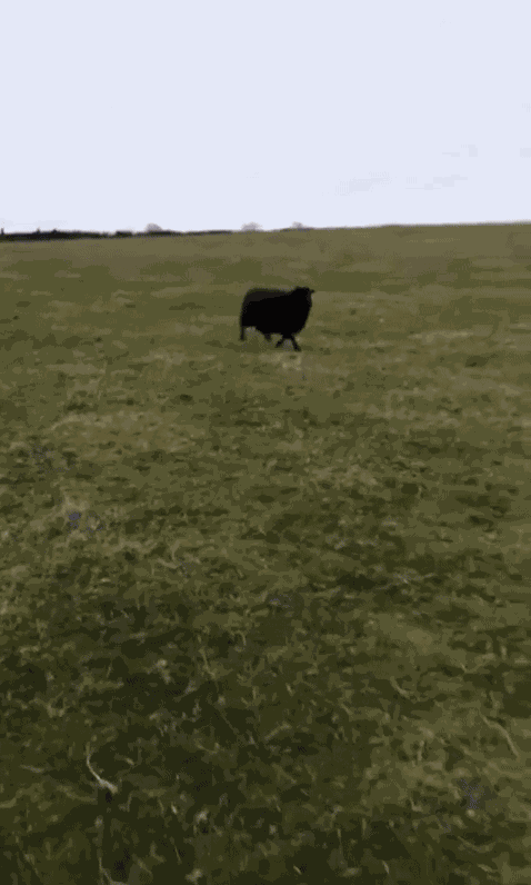 Animiertes GIF