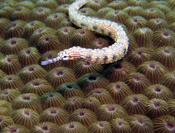 A Schultz pipefish on a brown coral Boracay Island Philippines