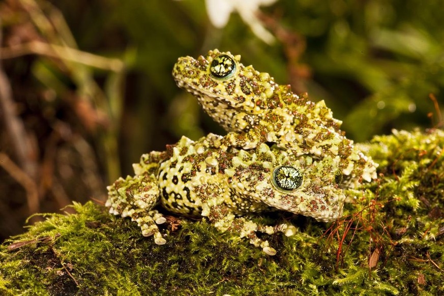 Vietnamesischer Moosfrosch (Theloderma corticale) im Tierporträt der Woche bei den Cute News auf watson.ch