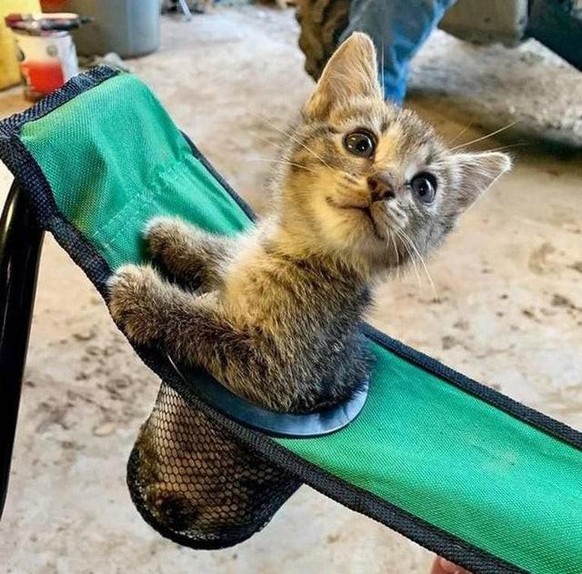cute news animal tier katze cat

https://imgur.com/gallery/hiiN9JY