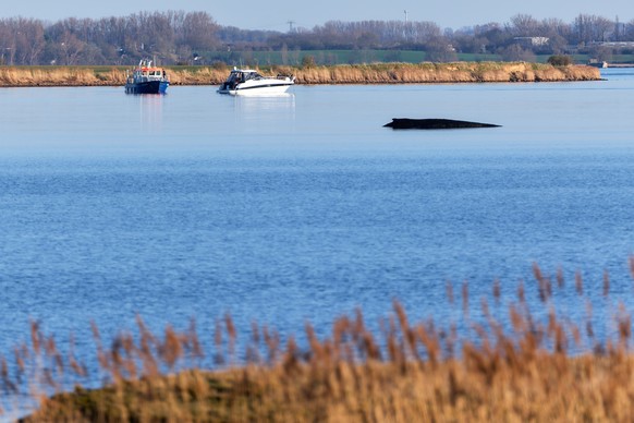 KEYPIX - 01.04.2026, Mecklenburg-Vorpommern, Weitendorf-Hof: Ein Boot der Wasserschutzpolizei ist an der Sperrzone rund um den Buckelwal, der am Nachmittag noch immer vor der Insel Poel festsitzt, im  ...