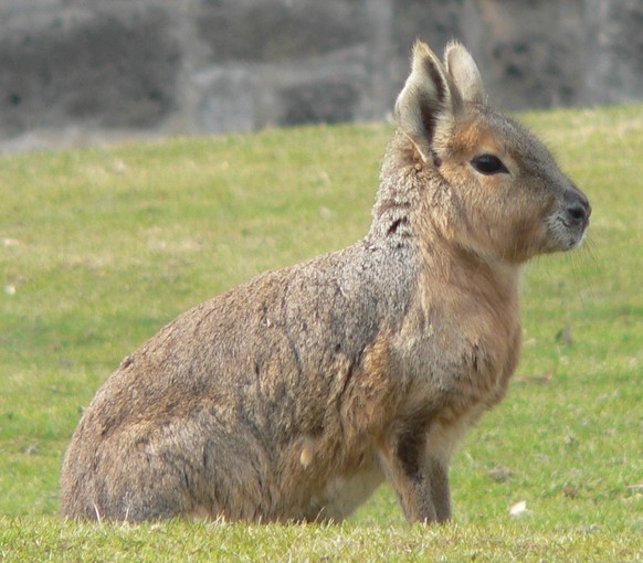 Nice News Animal Gros Mara Large Pampas Rabbit https://creativecommons.org/licenses/by-sa/3.0/