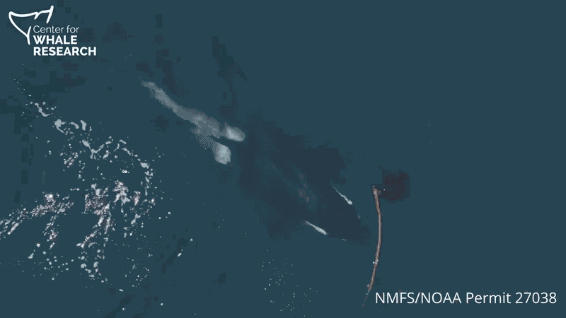 Animiertes GIF