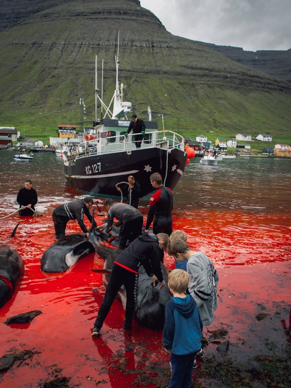 Grindadrap or tradtional slaughter of Pilot Whales in the Faroe Islands, Denmark Copyright: xIrenaxMorax/xVWPicsx IRE-GRINDADRAP-5