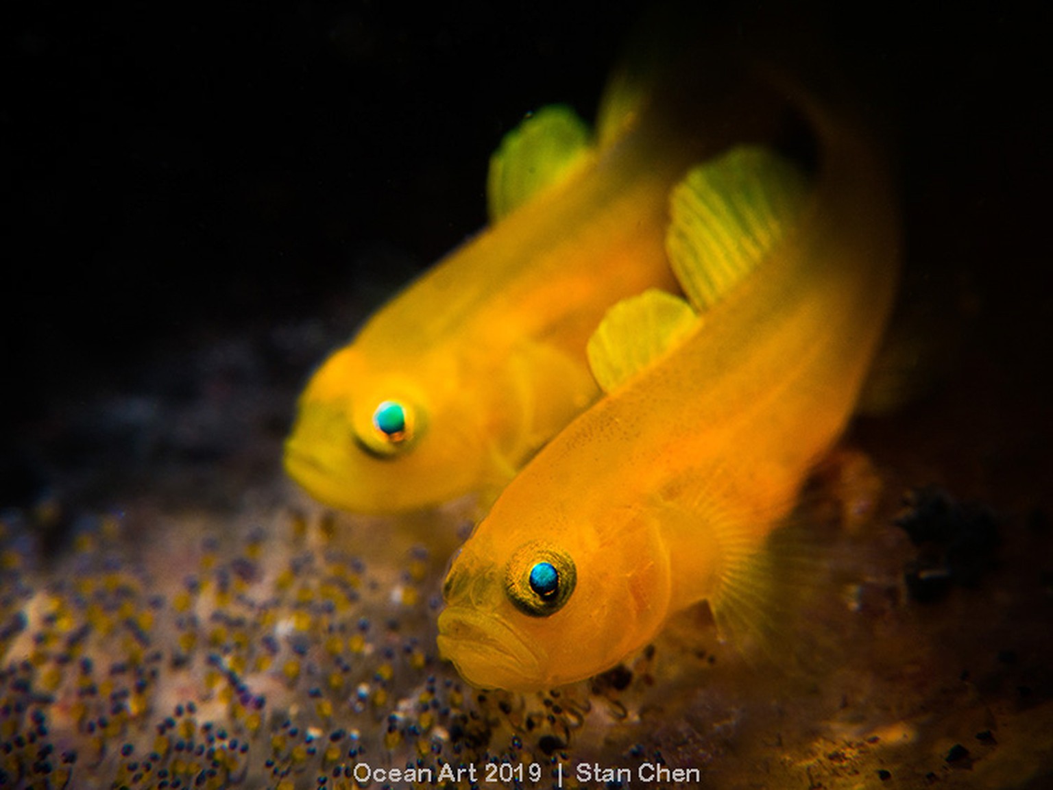 «Lemon Goby».