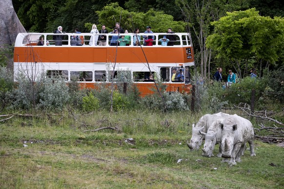 epa08468425 The zoo Zurich reopens during the coronavirus disease (COVID-19) outbreak on Saturday, 6 June 2020, in Zurich, Switzerland. From 6 June, Switzerland is gradually easing unprecedented Covid ...