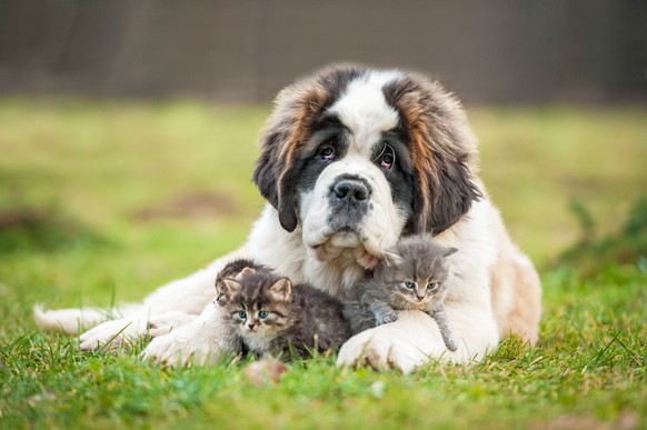 Katzenmütter mit ihren Kindern