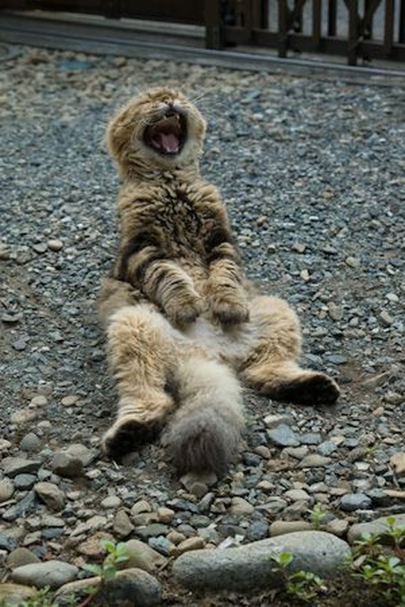 Katze lacht sich schlapp.
https://www.pinterest.com/pin/294071050643509006/