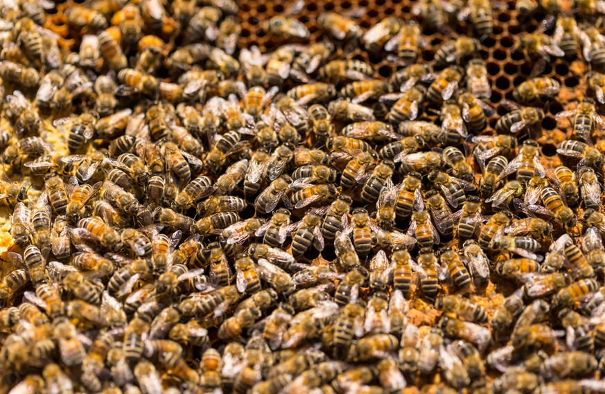 Bienen im Stock