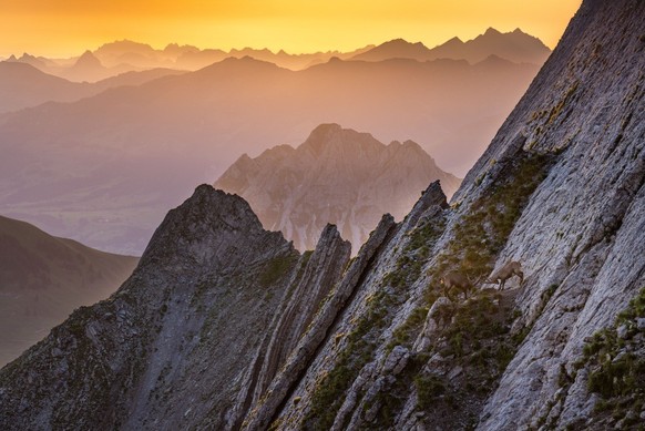 Das sanfte Abendlicht und mit etwas Glück gibt’s einen Blick auf die Steinböcke.