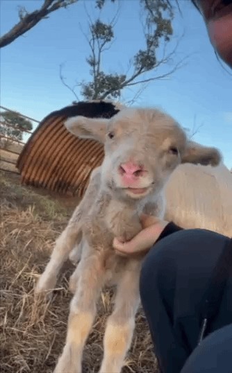 Animiertes GIF
