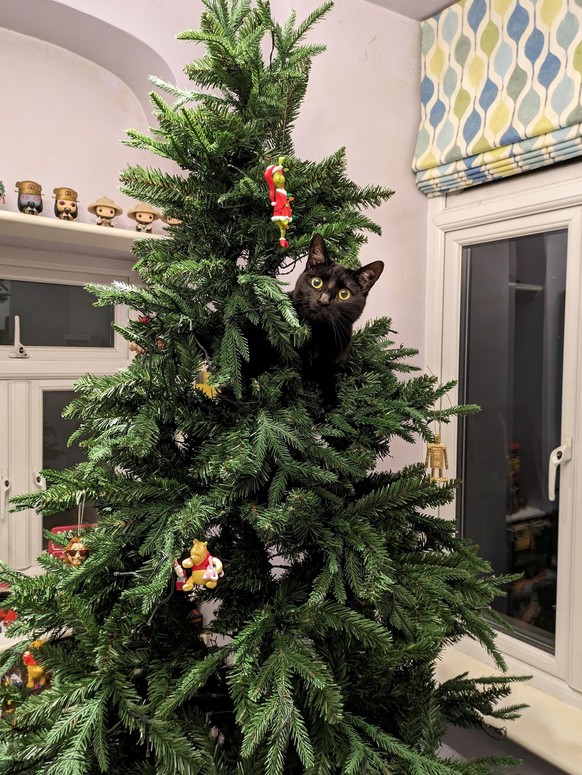 cute news tier katze sitzt im weihnachtsbaum

https://imgur.com/t/aww/Ay7aard