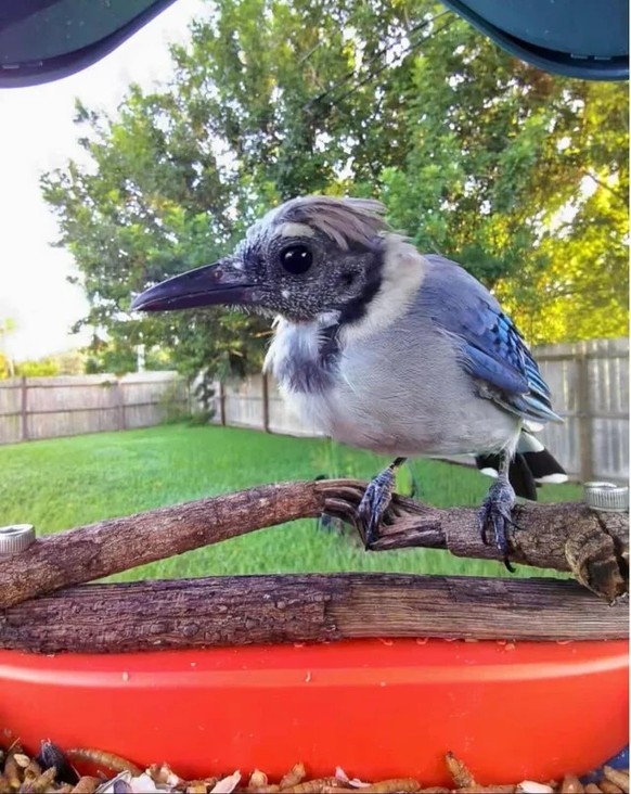 cute news tier vogel Blauhäher

https://www.reddit.com/r/aww/comments/15sn07l/blue_jay_having_a_bad_hair_day/