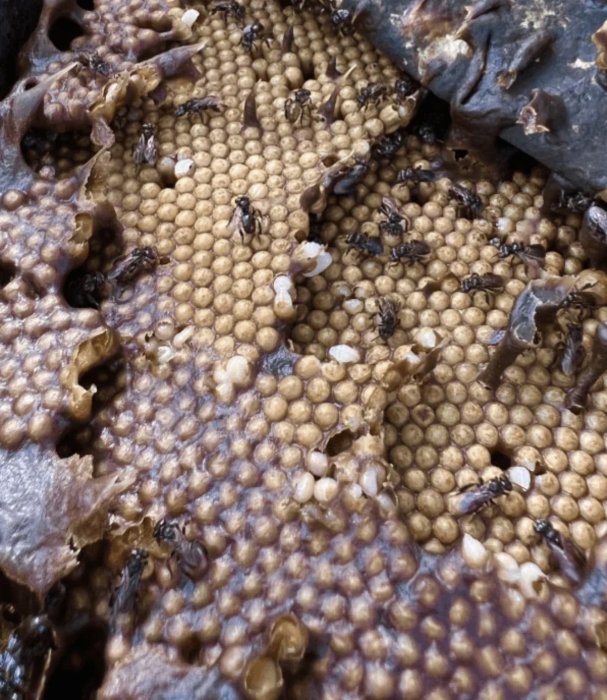 creepy nature

https://www.reddit.com/r/oddlyterrifying/comments/1d5963i/these_are_vulture_bees_they_make_honey_out_of/