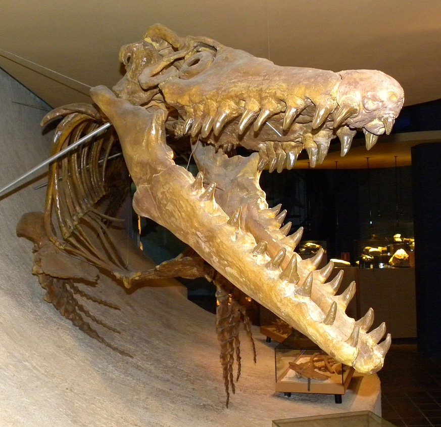 Mosasaurier-Skelett, Mosasaurus hoffmannii