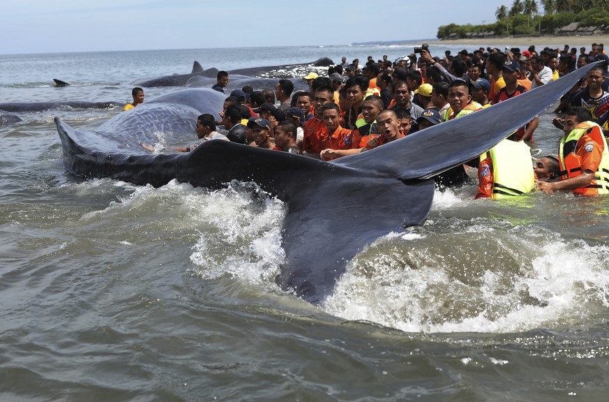 Rescuers attempt attempt to push stranded whales back into the ocean at Ujong Kareng beach in Aceh province, Indonesia, Monday, Nov. 13, 2017. An official said 10 whales were stranded at the beach and ...