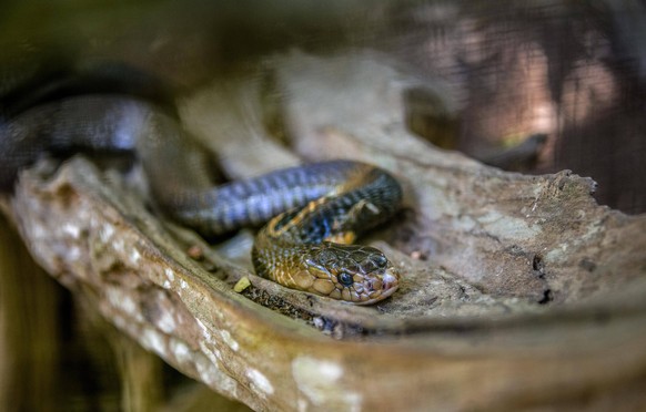 Braunschlange (Pseudonaja textilis), captive, Vorkommen Australien, Thailand, Asien Copyright: imageBROKER/ValentinxWolf ibxvfw04491991.jpg

Brown snake Pseudonaja textilis Captive Deposits Australi ...