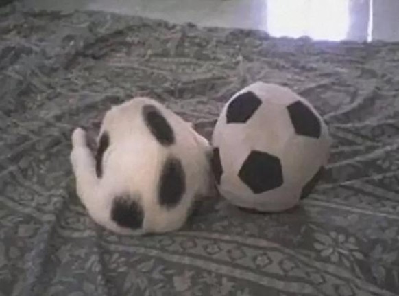 cute news animals tiere katze

https://luveurpet.com/these-animal-photos-will-make-you-look-twice-and-then-again/