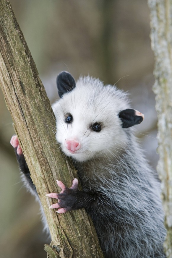 Canada, Ontario, Point Pelee National Park, Virginia Opossum Didelphis virginiana clings to tree during winter. PUBLICATIONxNOTxINxUSA Copyright: x AllCanadaPhotos.comx 1990-56626