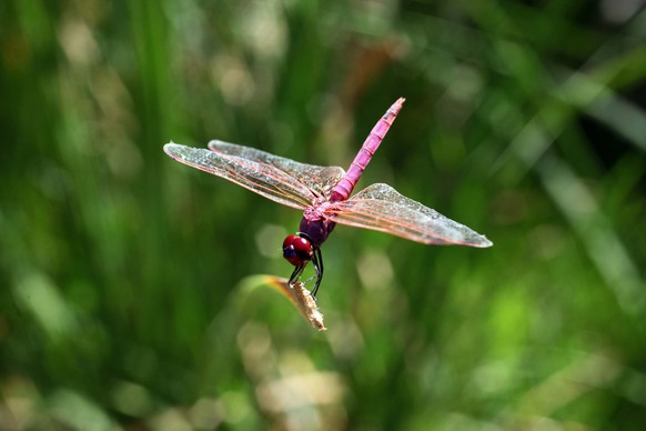 Researchers warn: climate change is endangering insects and therefore entire ecosystems