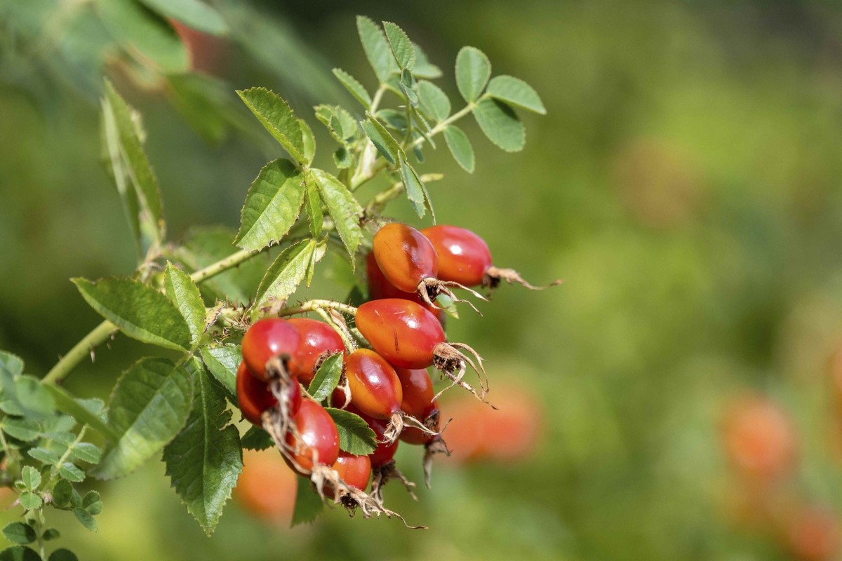 Rosa canina, le cynorhodon.