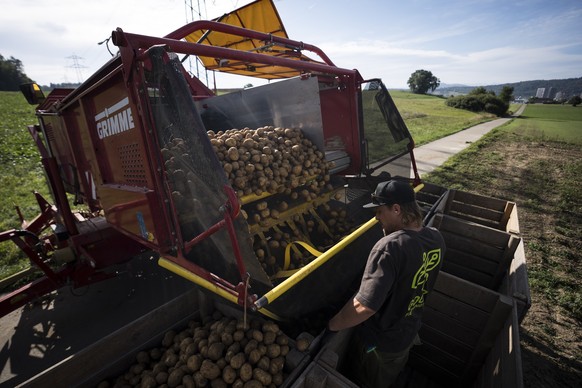 Kartoffeln werden von der Erntemaschine in Kisten verladen am Mittwoch, 2. September 2026 in Watt. Laut dem Branchenverband swisspatat wurden im Sommer 2026 so wenige Kartoffeln wie noch nie seit Mess ...