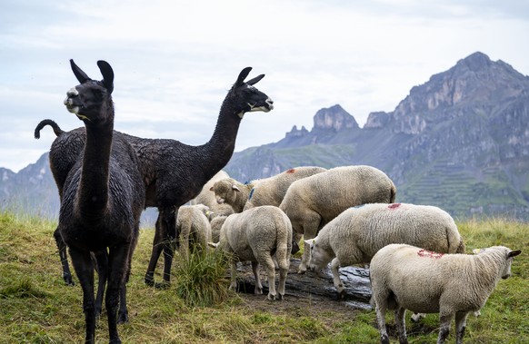 Zwei Lamas werden fuer den Herdenschutz einer Schafherde eingesetzt, anlaesslich einer Medienfuehrung oberhalb von Wannelen im Schaechental im Kanton Uri am Freitag, 14. August 2020. Diese Alp bei Wan ...