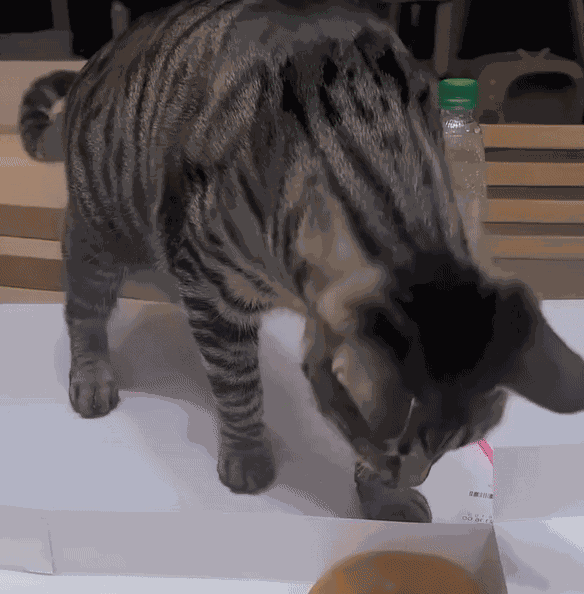 Animiertes GIF