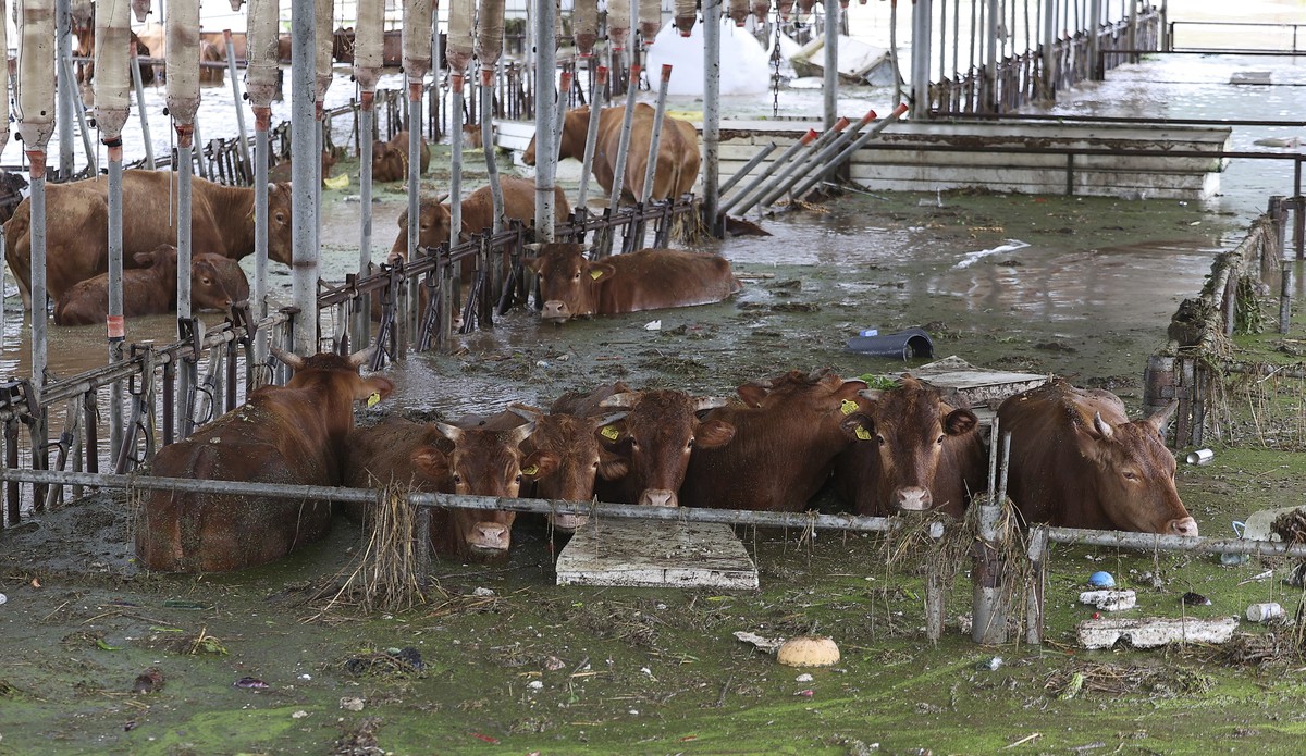 Cows are partially submerged in floodwaters caused by the tropical storm named Khanun in Daegu, South Korea, Thursday, Aug. 10, 2023. Khanun was pouring intense rain on South Korea on Thursday, turnin ...