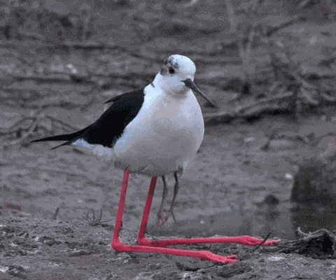 Animiertes GIF