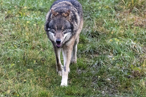 Ein Wolf im Tierpark Goldau, fotografiert am Montag, 25. November 2019. (KEYSTONE/Alexandra Wey)
