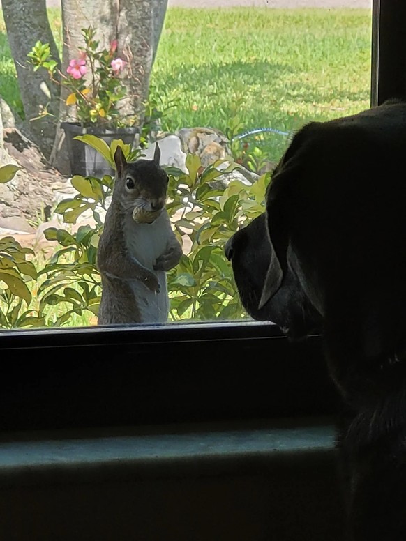 cute news tier hund eichhörnchen

https://www.reddit.com/r/squirrels/comments/1lkdmzv/making_friends_at_the_new_house/