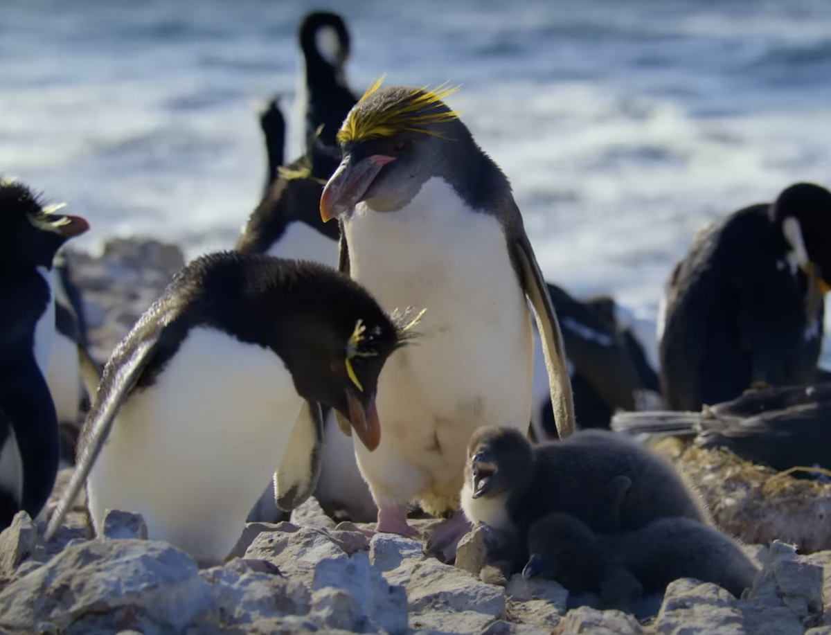 National Geographic Youtube Hybrid-Pinguine