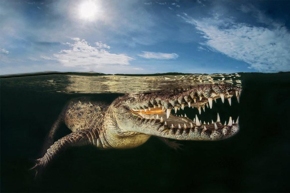 World Nature Photography Awards 2021: Behaviour - Amphibians and Reptiles, 2. Platz. Massimo Giorgetta, Italy. American crocodile, Gardens of the Queen, Cuba.