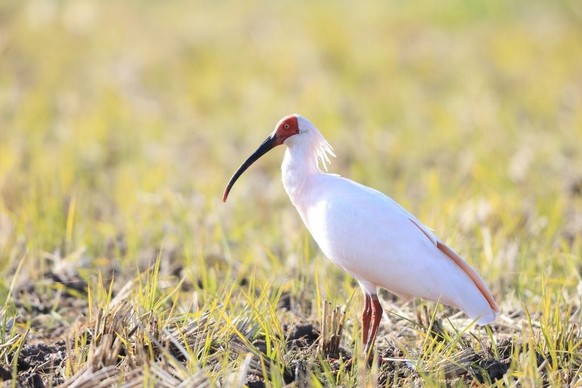 Nipponibis, Ibis, Japan, japanisch, japanischer Crested