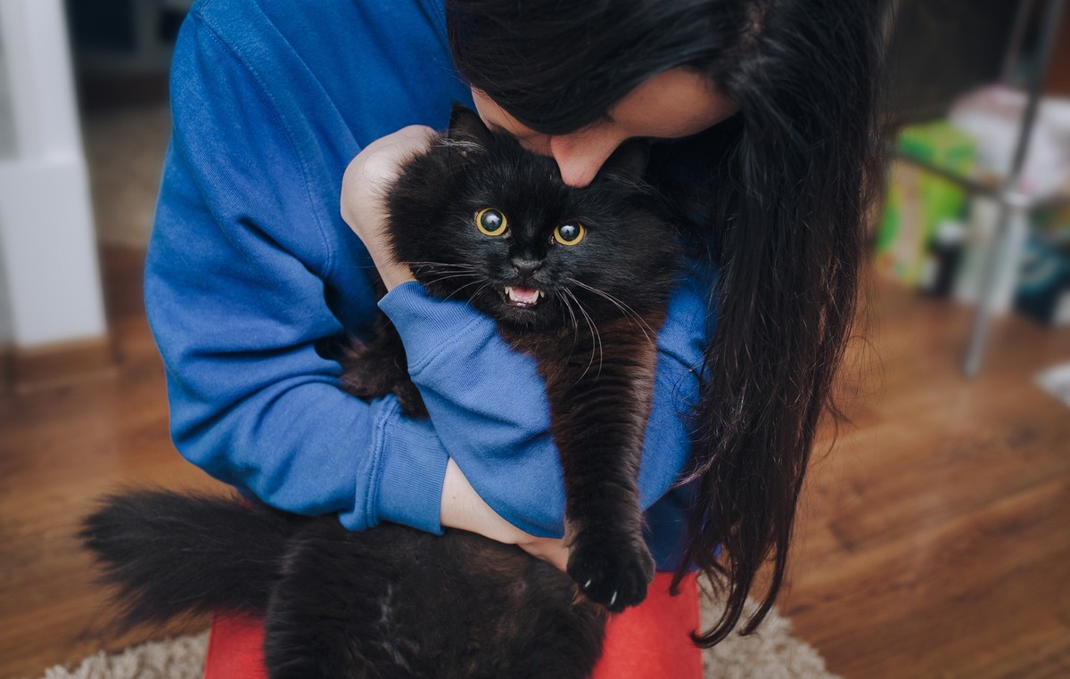 Un chat disparu au Royaume-Uni refait surface après cinq ans.