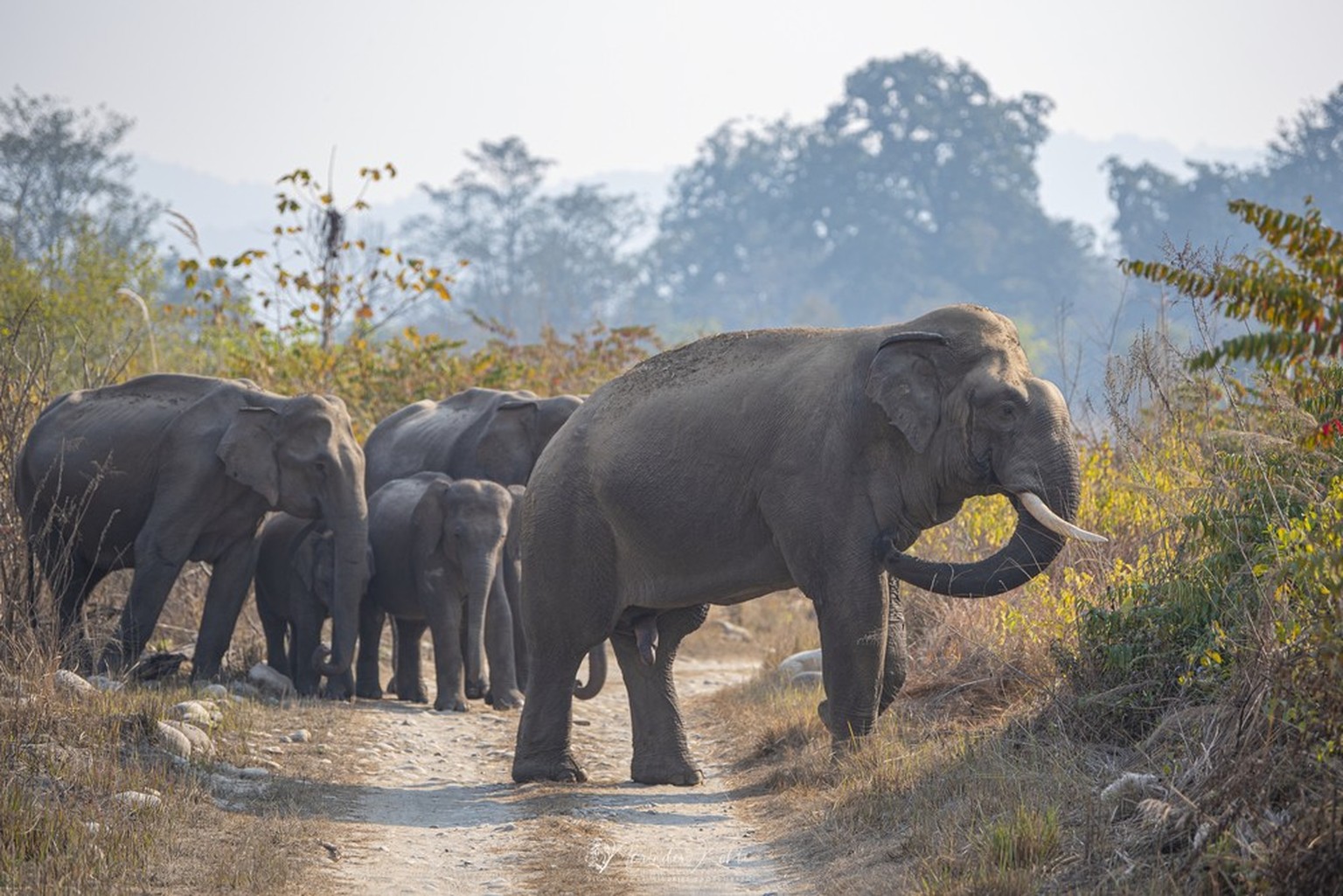 Asiatischer Elefant