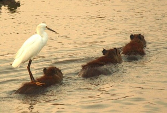 Vogel steht auf Wasserschwein
Cute News
https://imgur.com/gallery/junrJxy