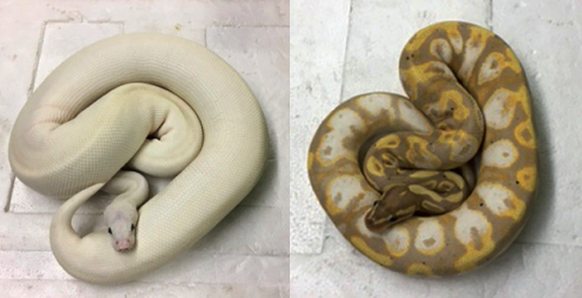 Quelle: Eidgenössische Zollverwaltung EZV