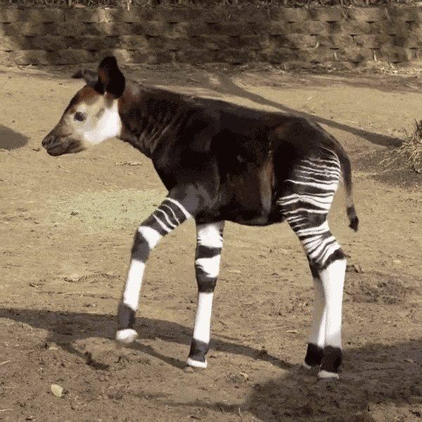Animated GIF