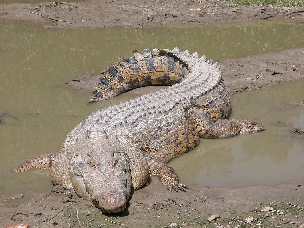 Leistenkrokodil (Crocodylus porosus)
https://de.wikipedia.org/wiki/Leistenkrokodil#/media/Datei:SaltwaterCrocodile('Maximo').jpg