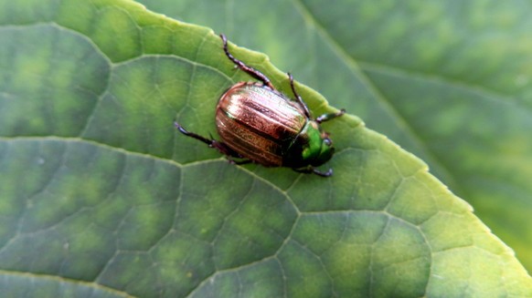 ...das muss er sein - der Schaedling aus Asien - genannt Japankaefer... Japankaeferauf einem BLatt *** it must be the pest from Asia called the Japanese beetle Japanese beetle on a leaf